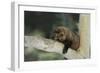 Fisher in Tree-DLILLC-Framed Photographic Print