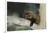 Fisher in Tree-DLILLC-Framed Photographic Print