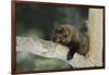 Fisher in Tree-DLILLC-Framed Photographic Print