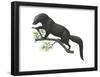 Fisher (Martes Pennanti), Mammals-Encyclopaedia Britannica-Framed Poster