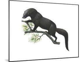 Fisher (Martes Pennanti), Mammals-Encyclopaedia Britannica-Mounted Poster