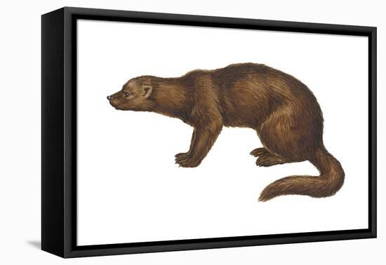 Fisher (Martes Pennanti), Mammals-Encyclopaedia Britannica-Framed Stretched Canvas