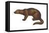 Fisher (Martes Pennanti), Mammals-Encyclopaedia Britannica-Framed Stretched Canvas