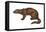 Fisher (Martes Pennanti), Mammals-Encyclopaedia Britannica-Framed Stretched Canvas