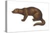 Fisher (Martes Pennanti), Mammals-Encyclopaedia Britannica-Stretched Canvas