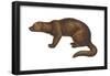 Fisher (Martes Pennanti), Mammals-Encyclopaedia Britannica-Framed Poster