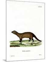 Fisher-null-Mounted Giclee Print