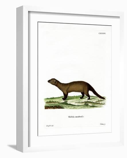 Fisher-null-Framed Giclee Print