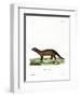 Fisher-null-Framed Giclee Print