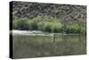 Fisherman Casting for Trout in the Rio Grande, New Mexico-null-Stretched Canvas