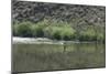 Fisherman Casting for Trout in the Rio Grande, New Mexico-null-Mounted Photographic Print