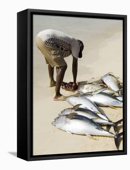 Fisherman Gutting Catch on Beach at Santa Maria on the Island of Sal (Salt), Cape Verde Islands-R H Productions-Framed Stretched Canvas