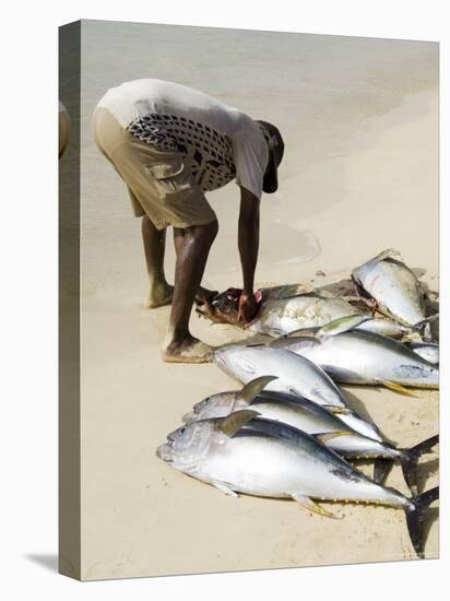 Fisherman Gutting Catch on Beach at Santa Maria on the Island of Sal (Salt), Cape Verde Islands-R H Productions-Stretched Canvas