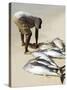 Fisherman Gutting Catch on Beach at Santa Maria on the Island of Sal (Salt), Cape Verde Islands-R H Productions-Stretched Canvas