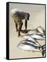 Fisherman Gutting Catch on Beach at Santa Maria on the Island of Sal (Salt), Cape Verde Islands-R H Productions-Framed Stretched Canvas
