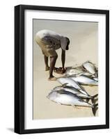 Fisherman Gutting Catch on Beach at Santa Maria on the Island of Sal (Salt), Cape Verde Islands-R H Productions-Framed Photographic Print