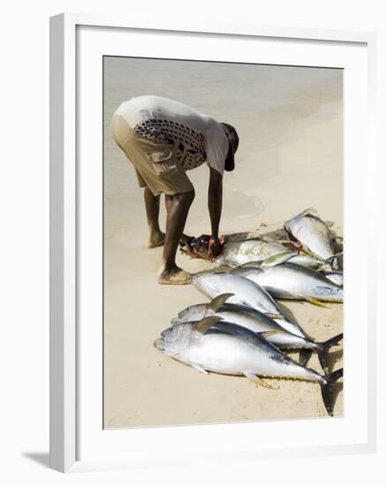 Fisherman Gutting Catch on Beach at Santa Maria on the Island of Sal (Salt), Cape Verde Islands-R H Productions-Framed Photographic Print