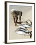 Fisherman Gutting Catch on Beach at Santa Maria on the Island of Sal (Salt), Cape Verde Islands-R H Productions-Framed Photographic Print