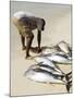 Fisherman Gutting Catch on Beach at Santa Maria on the Island of Sal (Salt), Cape Verde Islands-R H Productions-Mounted Photographic Print