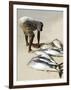 Fisherman Gutting Catch on Beach at Santa Maria on the Island of Sal (Salt), Cape Verde Islands-R H Productions-Framed Photographic Print