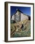 Fisherman's Hut, Lindisfarne (Holy Island), Northumberland, England, United Kingdom-Lee Frost-Framed Photographic Print