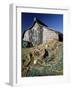 Fisherman's Hut, Lindisfarne (Holy Island), Northumberland, England, United Kingdom-Lee Frost-Framed Photographic Print