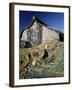 Fisherman's Hut, Lindisfarne (Holy Island), Northumberland, England, United Kingdom-Lee Frost-Framed Photographic Print