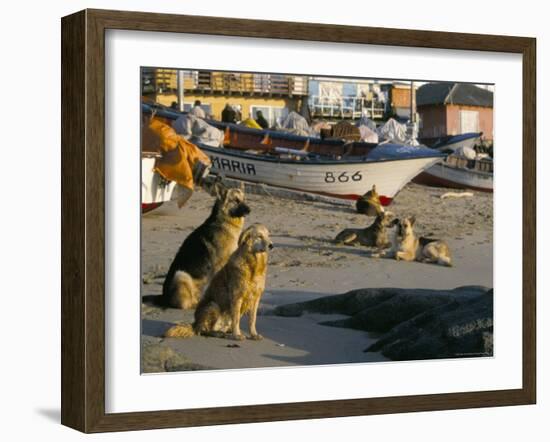 Fishermen's Dogs Awaiting Their Return, Horcon, Chile, South America-Mark Chivers-Framed Photographic Print