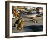 Fishermen's Dogs Awaiting Their Return, Horcon, Chile, South America-Mark Chivers-Framed Photographic Print