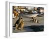 Fishermen's Dogs Awaiting Their Return, Horcon, Chile, South America-Mark Chivers-Framed Photographic Print