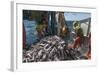 Fishermen Sorting Haddock (Melanogrammus Aeglefinus)-Jeff Rotman-Framed Photographic Print