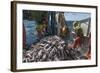 Fishermen Sorting Haddock (Melanogrammus Aeglefinus)-Jeff Rotman-Framed Photographic Print