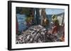 Fishermen Sorting Haddock (Melanogrammus Aeglefinus)-Jeff Rotman-Framed Photographic Print