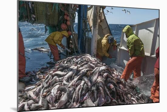 Fishermen Sorting Haddock (Melanogrammus Aeglefinus)-Jeff Rotman-Mounted Photographic Print