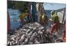 Fishermen Sorting Haddock (Melanogrammus Aeglefinus)-Jeff Rotman-Mounted Photographic Print