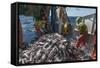 Fishermen Sorting Haddock (Melanogrammus Aeglefinus)-Jeff Rotman-Framed Stretched Canvas