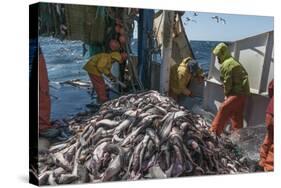 Fishermen Sorting Haddock (Melanogrammus Aeglefinus)-Jeff Rotman-Stretched Canvas