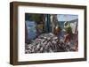 Fishermen Sorting Haddock (Melanogrammus Aeglefinus)-Jeff Rotman-Framed Photographic Print