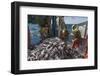 Fishermen Sorting Haddock (Melanogrammus Aeglefinus)-Jeff Rotman-Framed Photographic Print