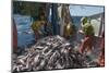 Fishermen Sorting Haddock (Melanogrammus Aeglefinus)-Jeff Rotman-Mounted Photographic Print