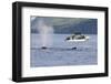 Fishermen Watching Humpback Whales in Quatsino Sound-Michael DeFreitas-Framed Photographic Print