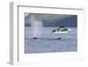 Fishermen Watching Humpback Whales in Quatsino Sound-Michael DeFreitas-Framed Photographic Print