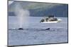 Fishermen Watching Humpback Whales in Quatsino Sound-Michael DeFreitas-Mounted Photographic Print