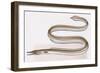 Fishes: Anguilliformes (Eels and Morays) Serpent Eel (Ophisurus Serpens)-null-Framed Giclee Print