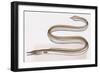 Fishes: Anguilliformes (Eels and Morays) Serpent Eel (Ophisurus Serpens)-null-Framed Giclee Print