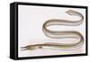 Fishes: Anguilliformes (Eels and Morays) Serpent Eel (Ophisurus Serpens)-null-Framed Stretched Canvas