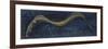 Fishes: Anguilliformes, European Eel (Anguilla Anguilla)-null-Framed Giclee Print