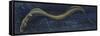 Fishes: Anguilliformes, European Eel (Anguilla Anguilla)-null-Framed Stretched Canvas