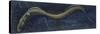 Fishes: Anguilliformes, European Eel (Anguilla Anguilla)-null-Stretched Canvas