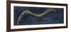 Fishes: Anguilliformes, European Eel (Anguilla Anguilla)-null-Framed Giclee Print